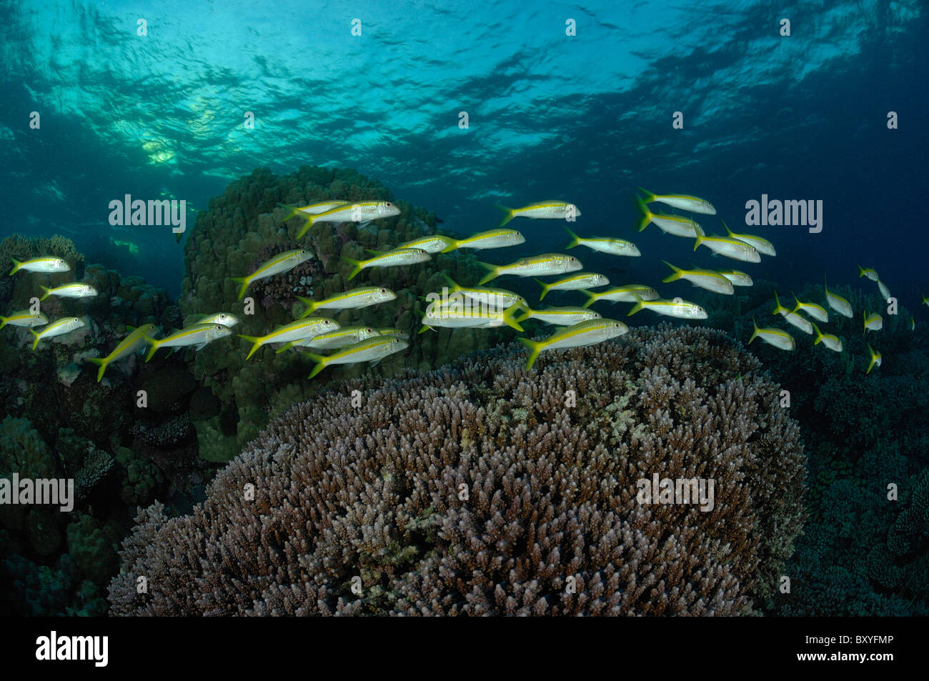 L'albacore Rouge-barbet sur Coral Reef, Mulloidichthys vanicolensis, Marsa Alam, Red Sea, Egypt Banque D'Images