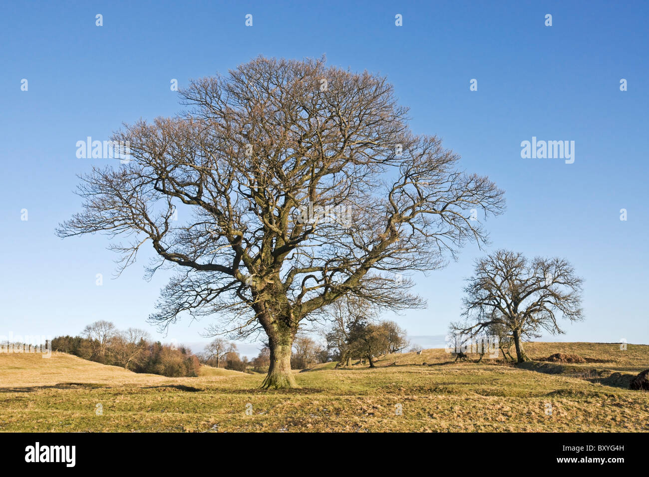 En hiver, les frênes qui poussent sur les terres de pâturages des hautes terres dans le Yorkshire du Nord. Banque D'Images