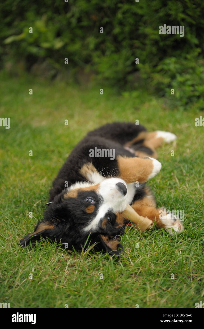 Chiot Banque D'Images