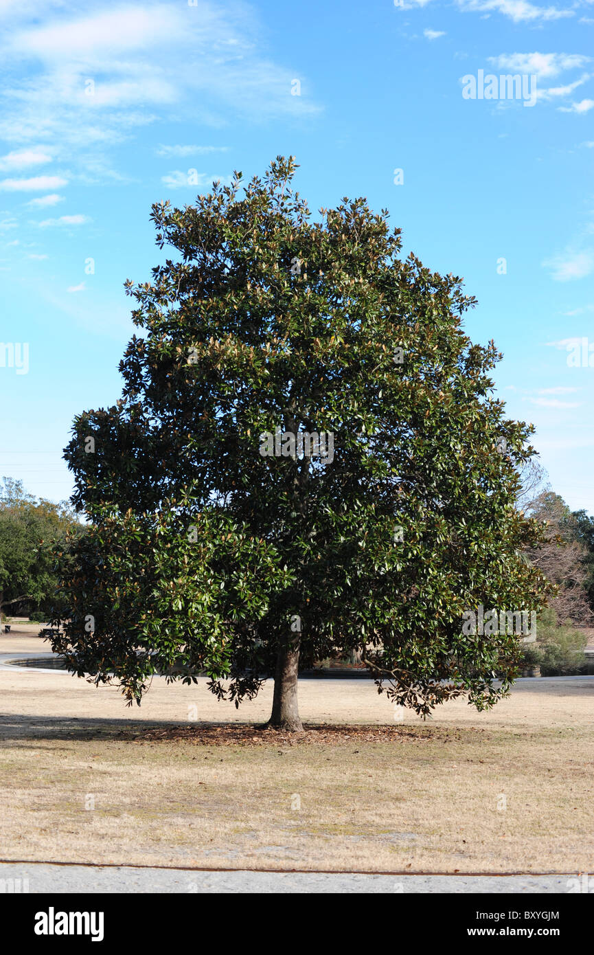 Magnolia arbre en hiver Banque D'Images
