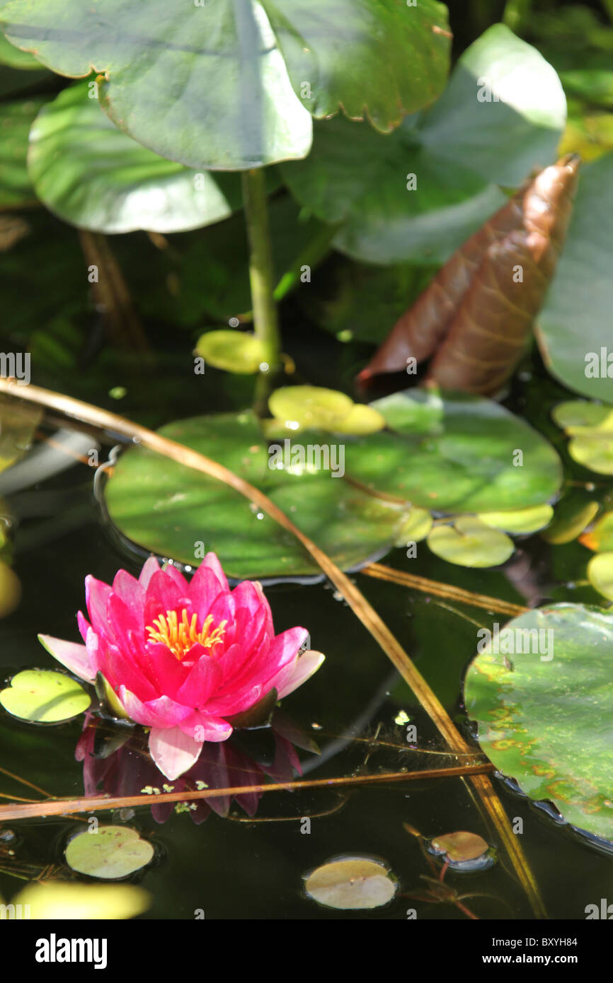 Le Frêne pleureur, le jardin de l'Angleterre. Vue d'été d'un nénuphar rose en pleine floraison au frêne pleureur Jardins. Banque D'Images