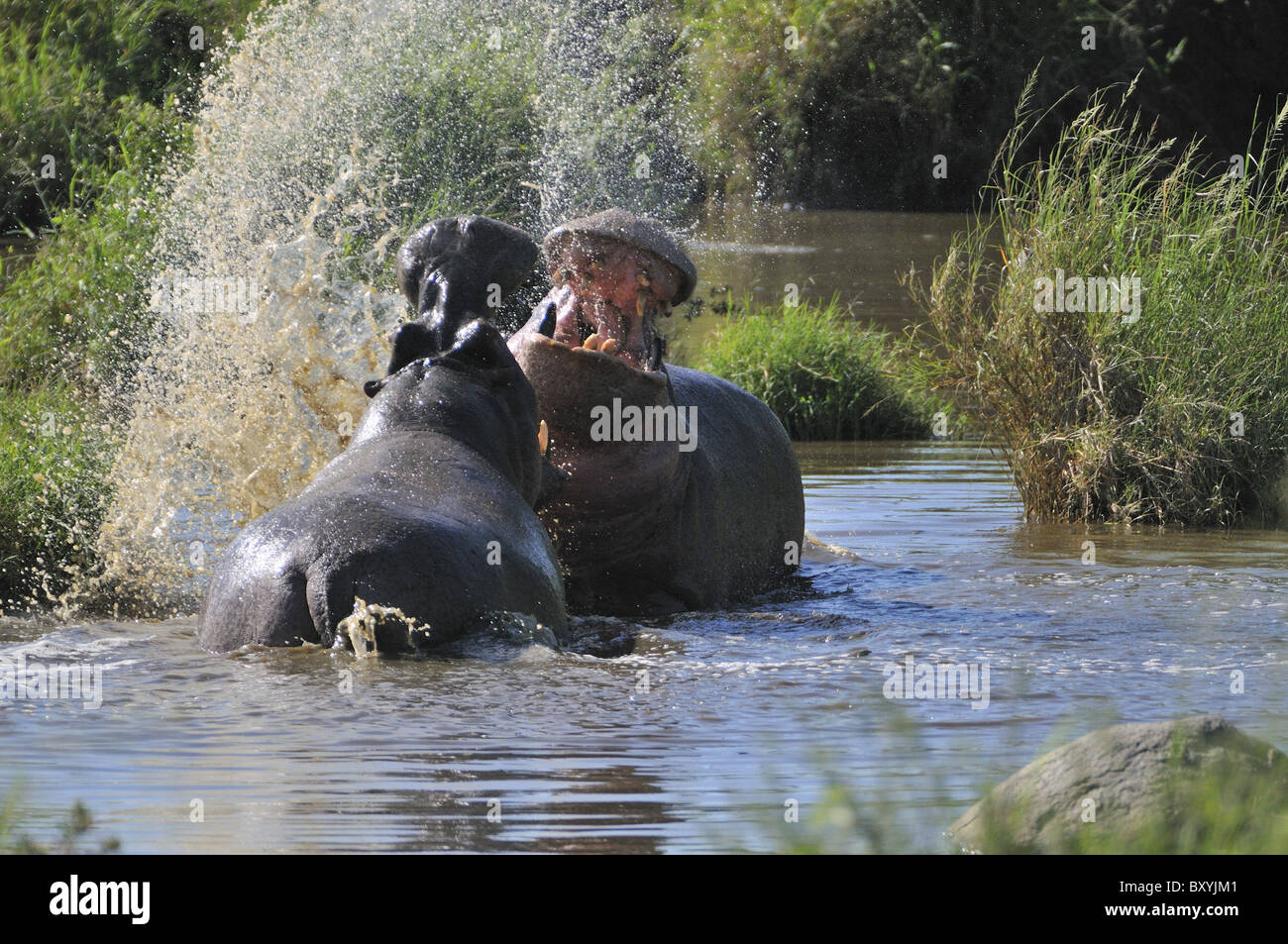La lutte contre les hippopotames dans la rivière Banque D'Images