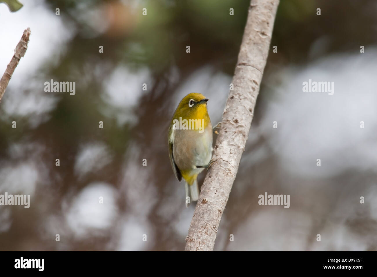 Japanese White-eye (Zosterops japonicus) Banque D'Images