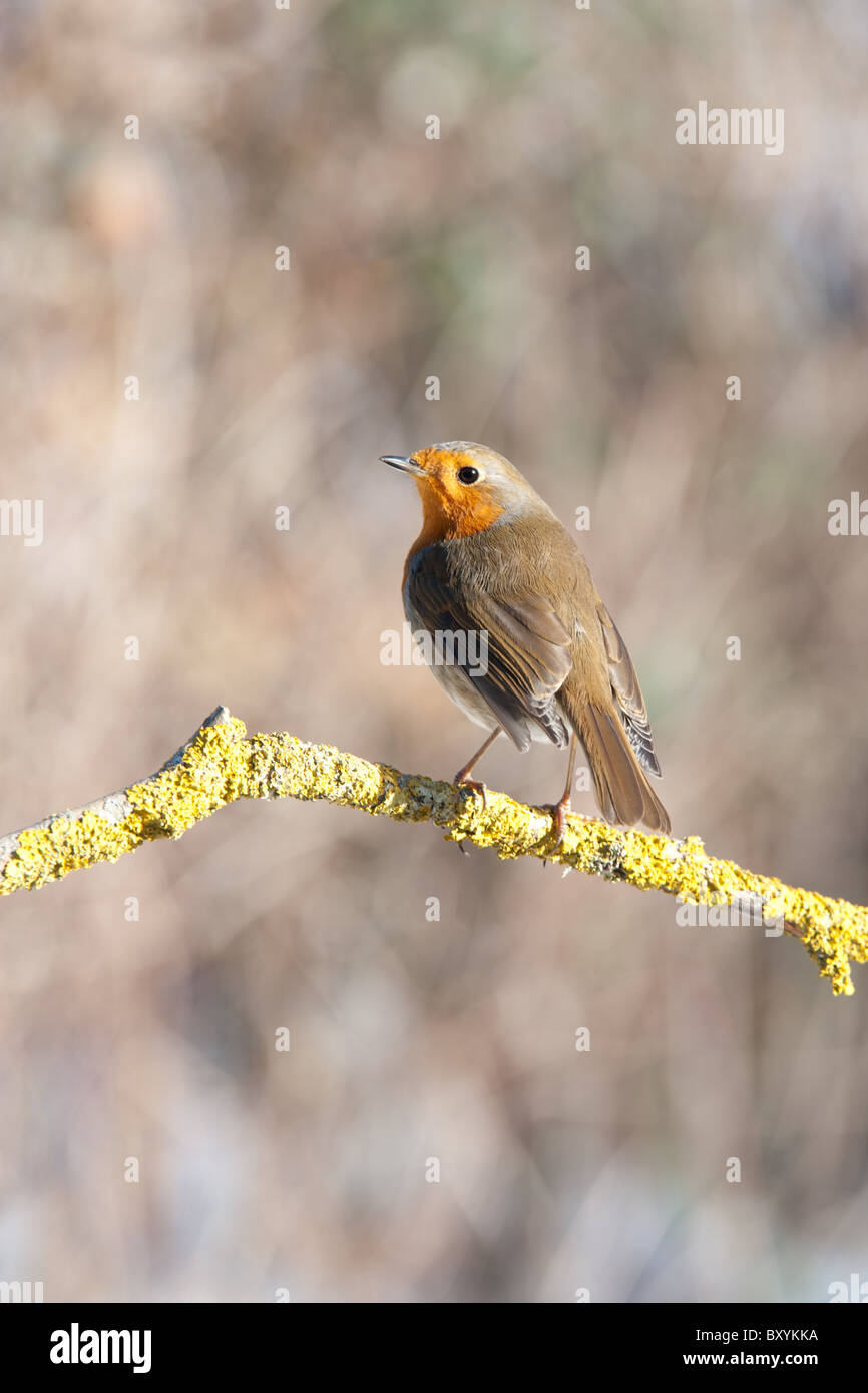 Robin se percher sur une branche Banque D'Images