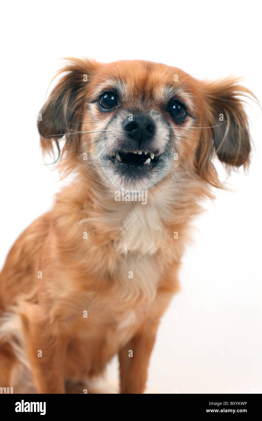 Dog on white background studio faire une drôle de visage Banque D'Images