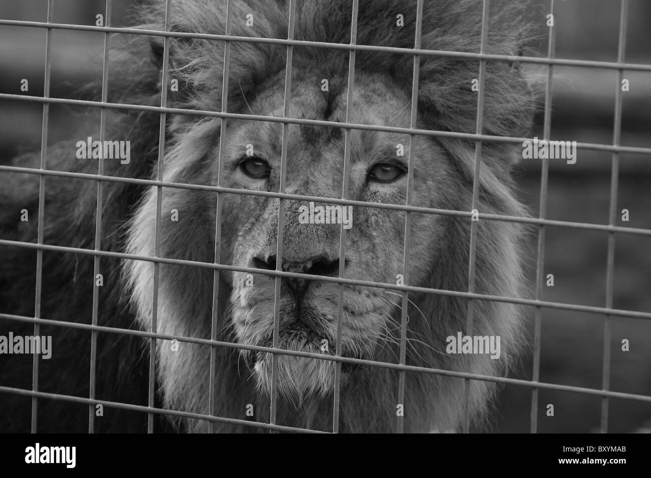 Lion en captivité Banque D'Images