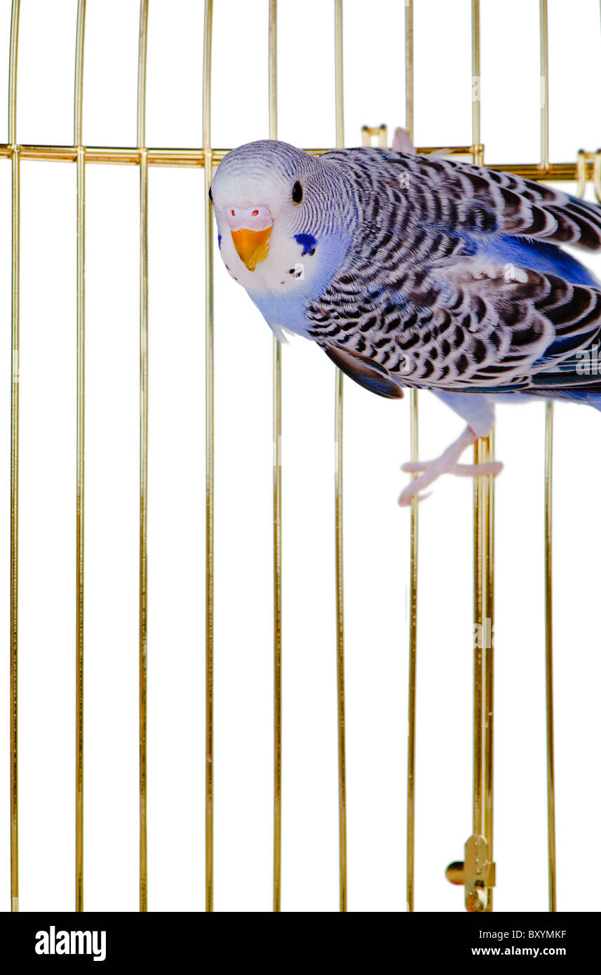 Perroquet sur un treillis cage. Il est isolé sur un fond blanc. Banque D'Images