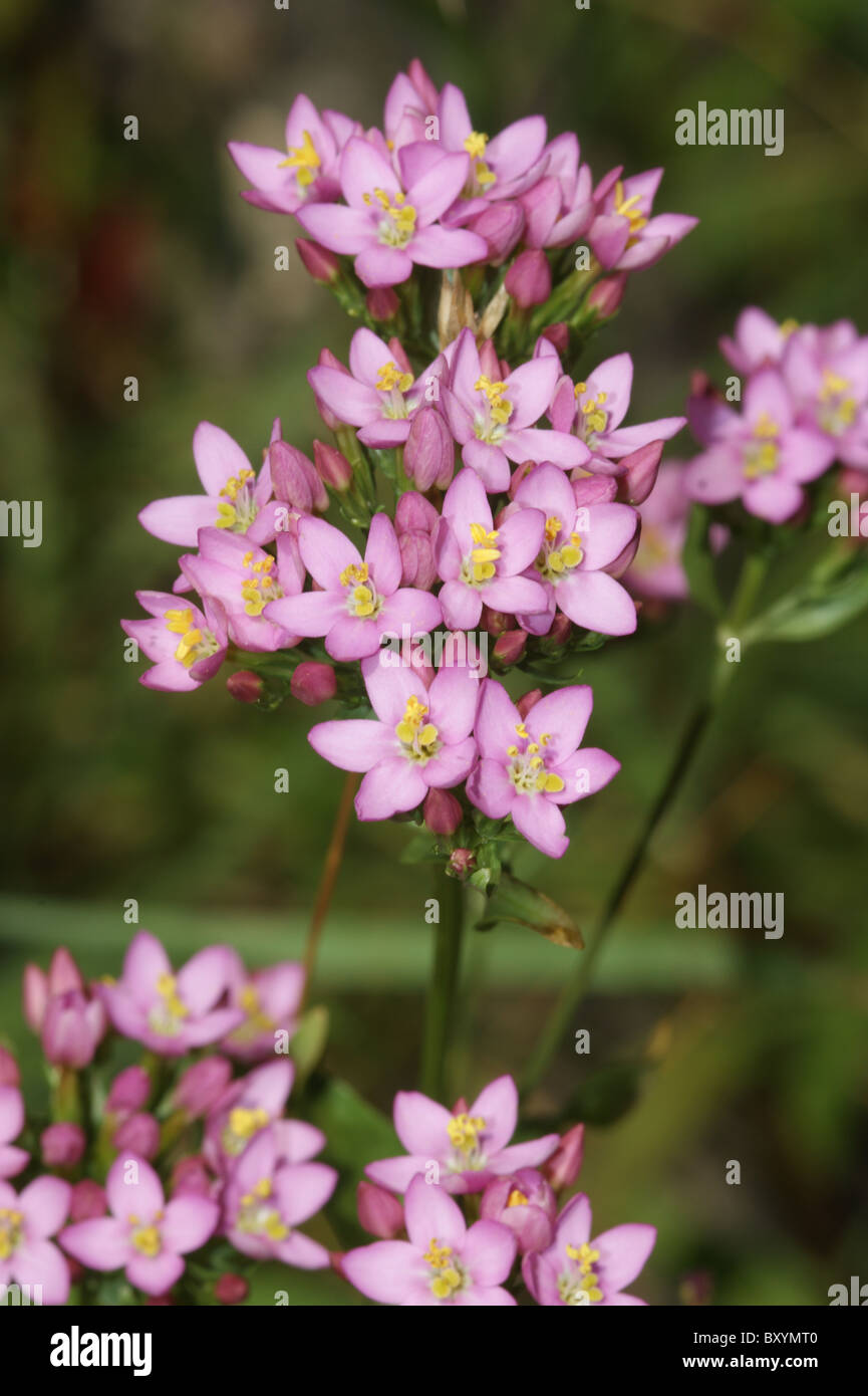 Centaurium erythraea centaurée commune Banque D'Images