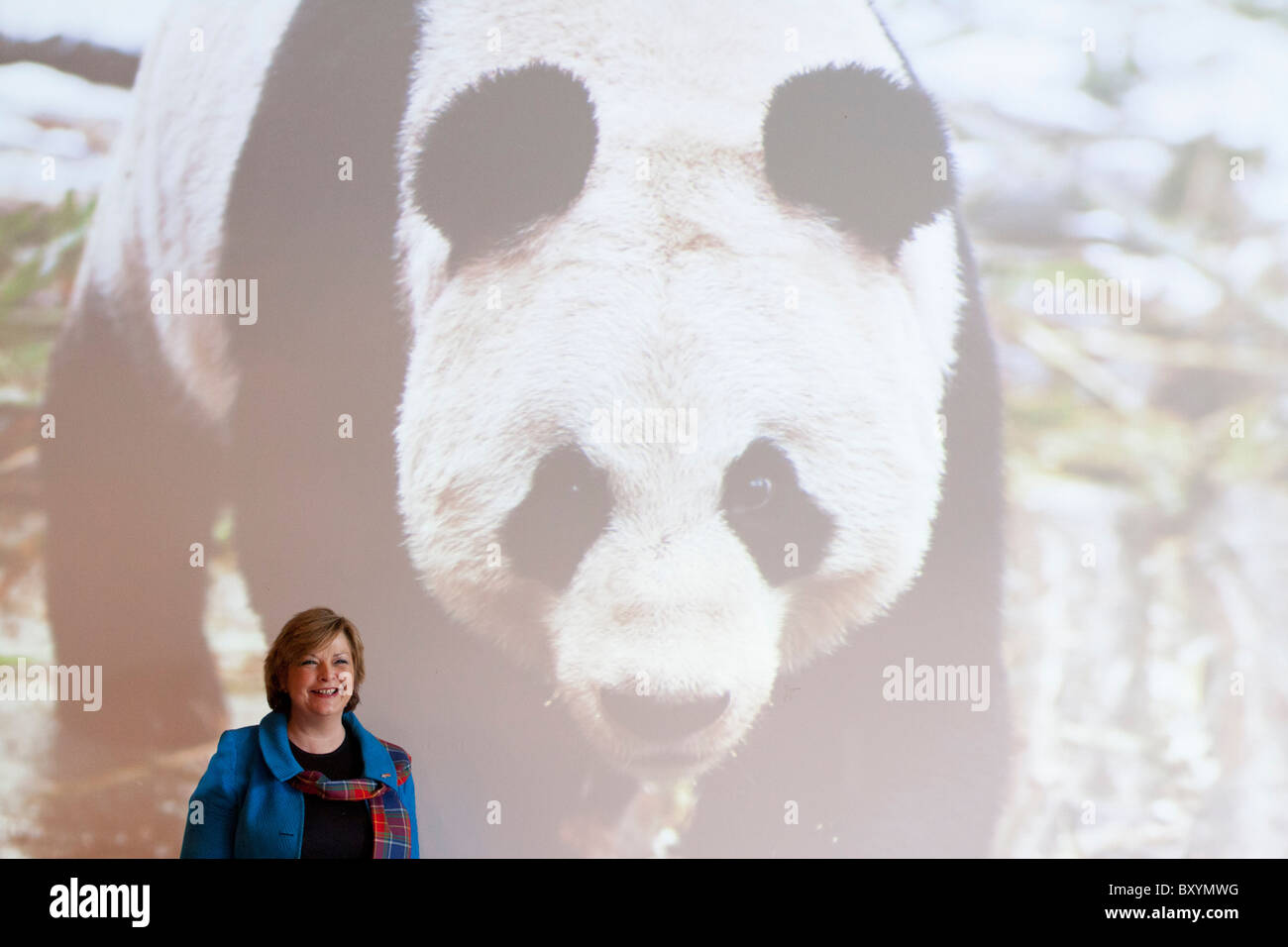 Ecosse - 10 janvier 2011. La ministre de la culture, Fiona Hyslop accueille deux pandas géants au Zoo d'Édimbourg Banque D'Images