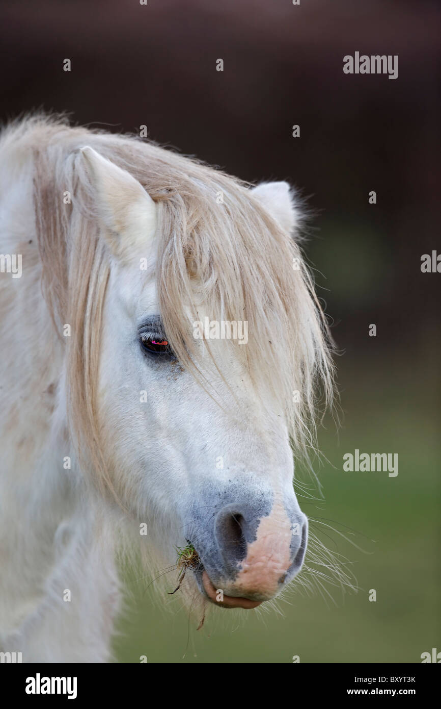 Welsch Mountain Pony - descendant de l'ancienne montagne celtique poney qui vivait à l'état sauvage dans les collines du Pays de Galles depuis des siècles Banque D'Images