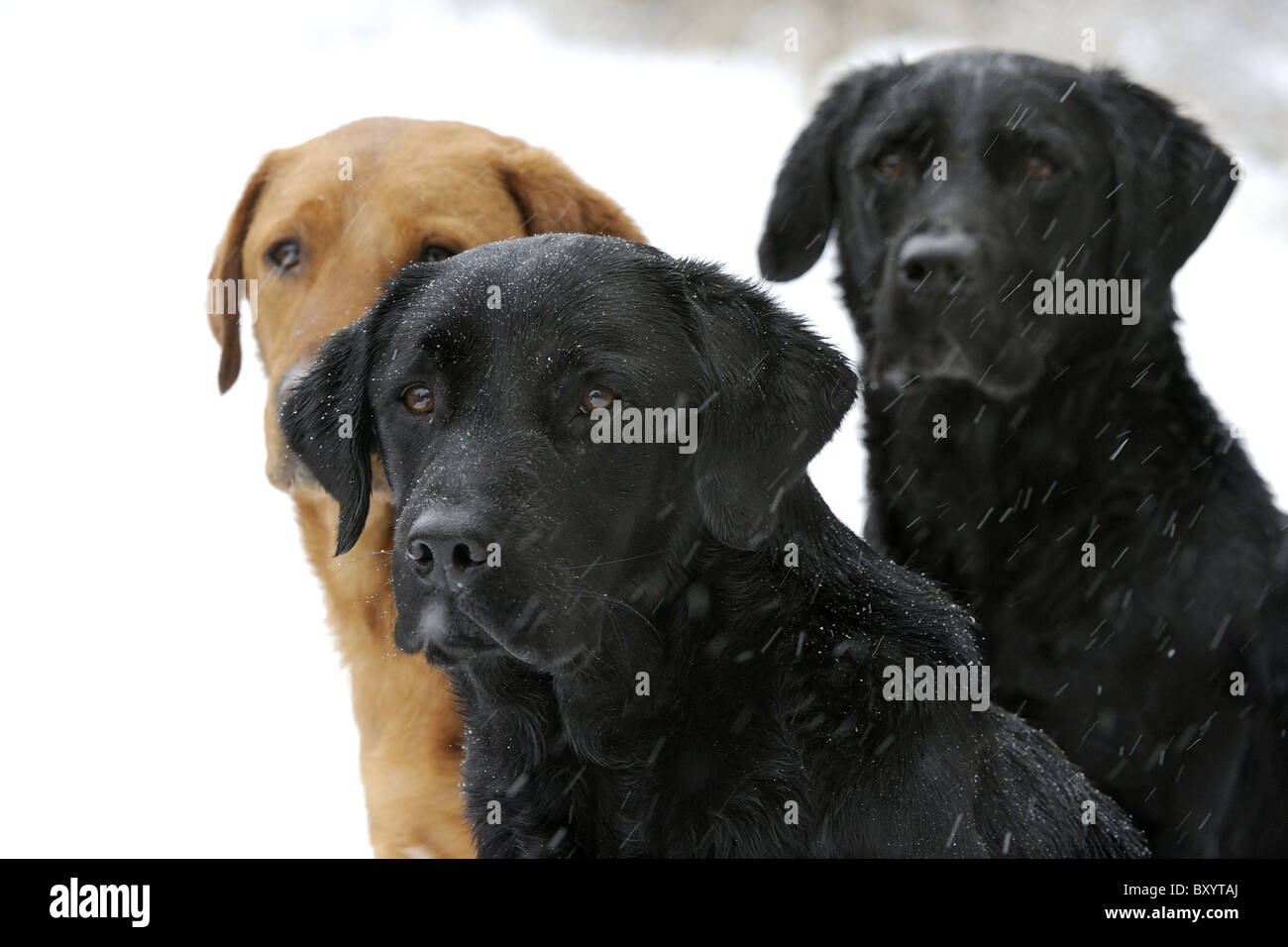 Labrador Retrievers sur un tournage jour dans la neige Banque D'Images