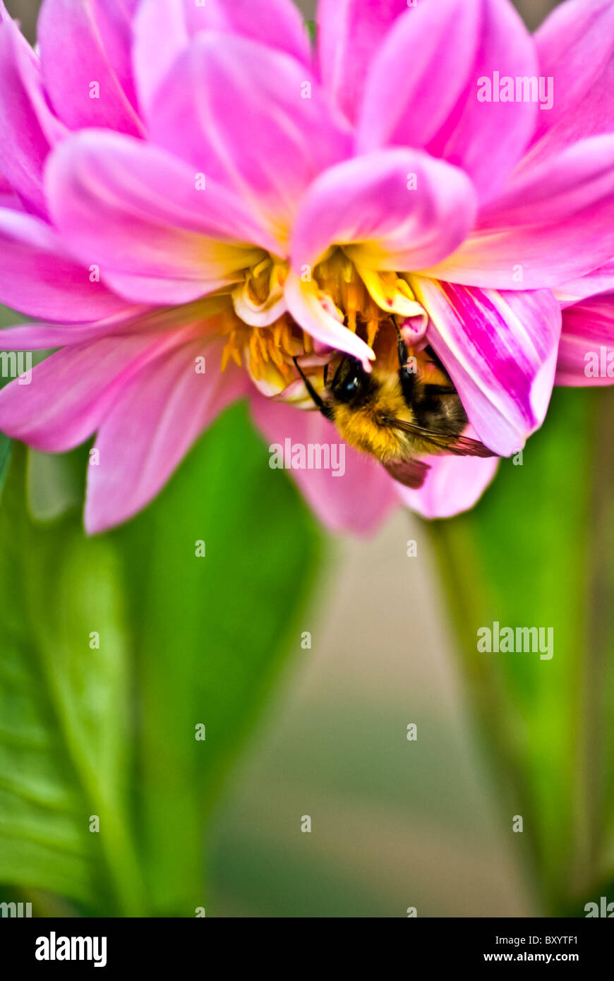 Une abeille sur une fleur Banque D'Images