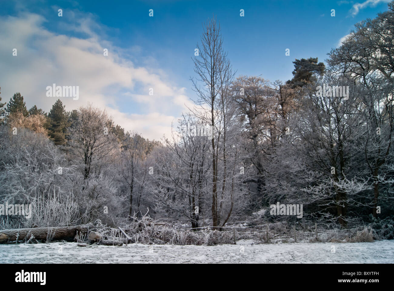 Un tir de la ligne des arbres dans l'ouest de l'Écosse Glasgow Science Park Banque D'Images