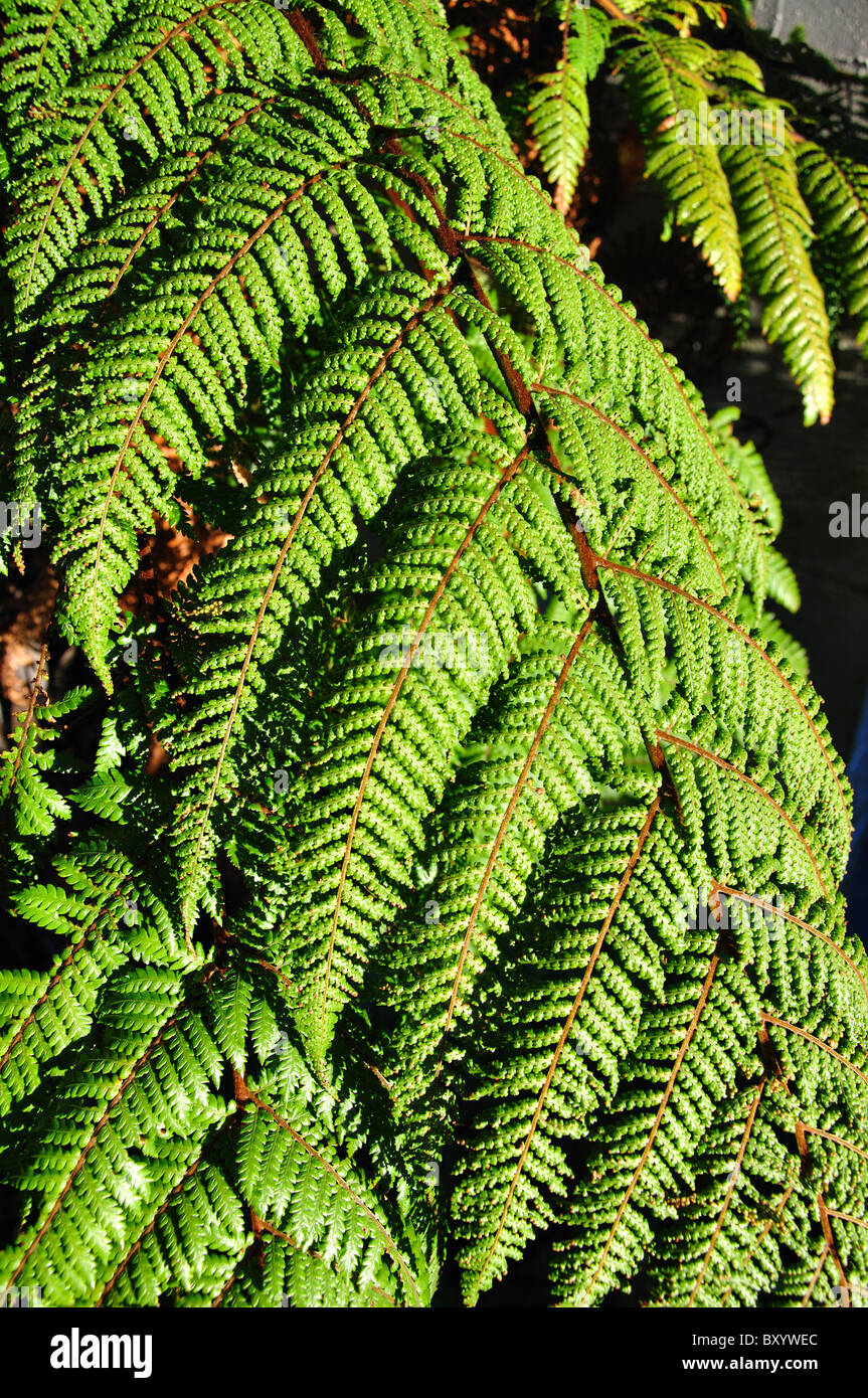 Fougères indigènes dans les jardins botaniques de Christchurch, Christchurch, Canterbury, île du Sud, Nouvelle-Zélande Banque D'Images
