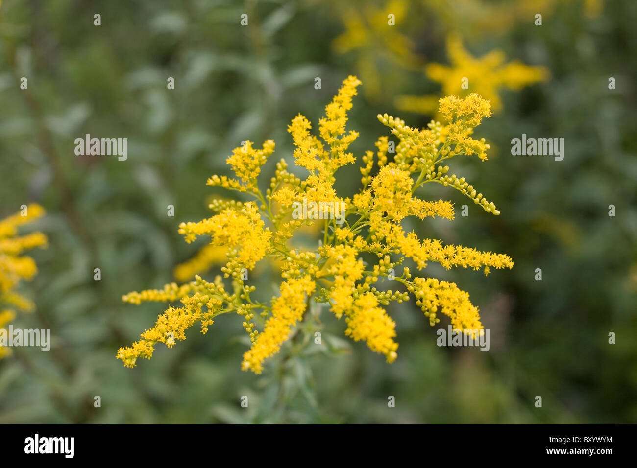 La tige d'or (Solidago virgaurea minuta) Banque D'Images