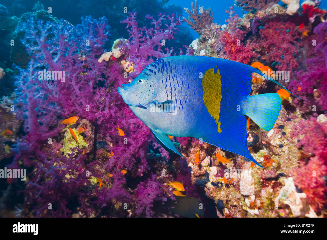 Angelfish Pomacanthus maculosus (Yellowbar) avec des coraux mous. Mer Rouge, Egypte. Banque D'Images