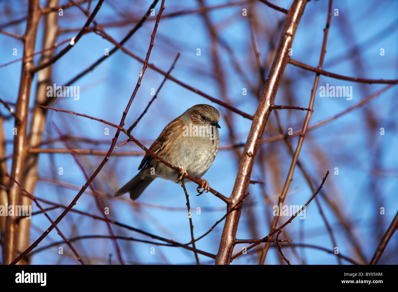 Nid (Prunella modularis) ou Hedge Sparrow dans un jardin en hiver, le Pays de Galles, Royaume-Uni Banque D'Images