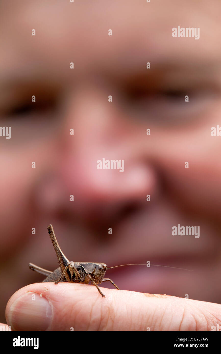 Bush Cricket foncé ; Pholidoptera griseoaptera ; sur un doigt Banque D'Images