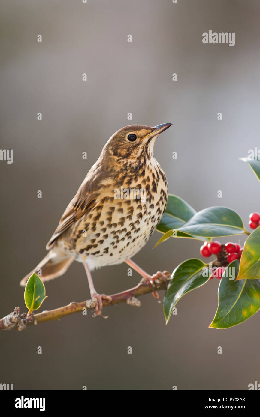 Grive musicienne Turdus philomelos ; ; sur holly Banque D'Images