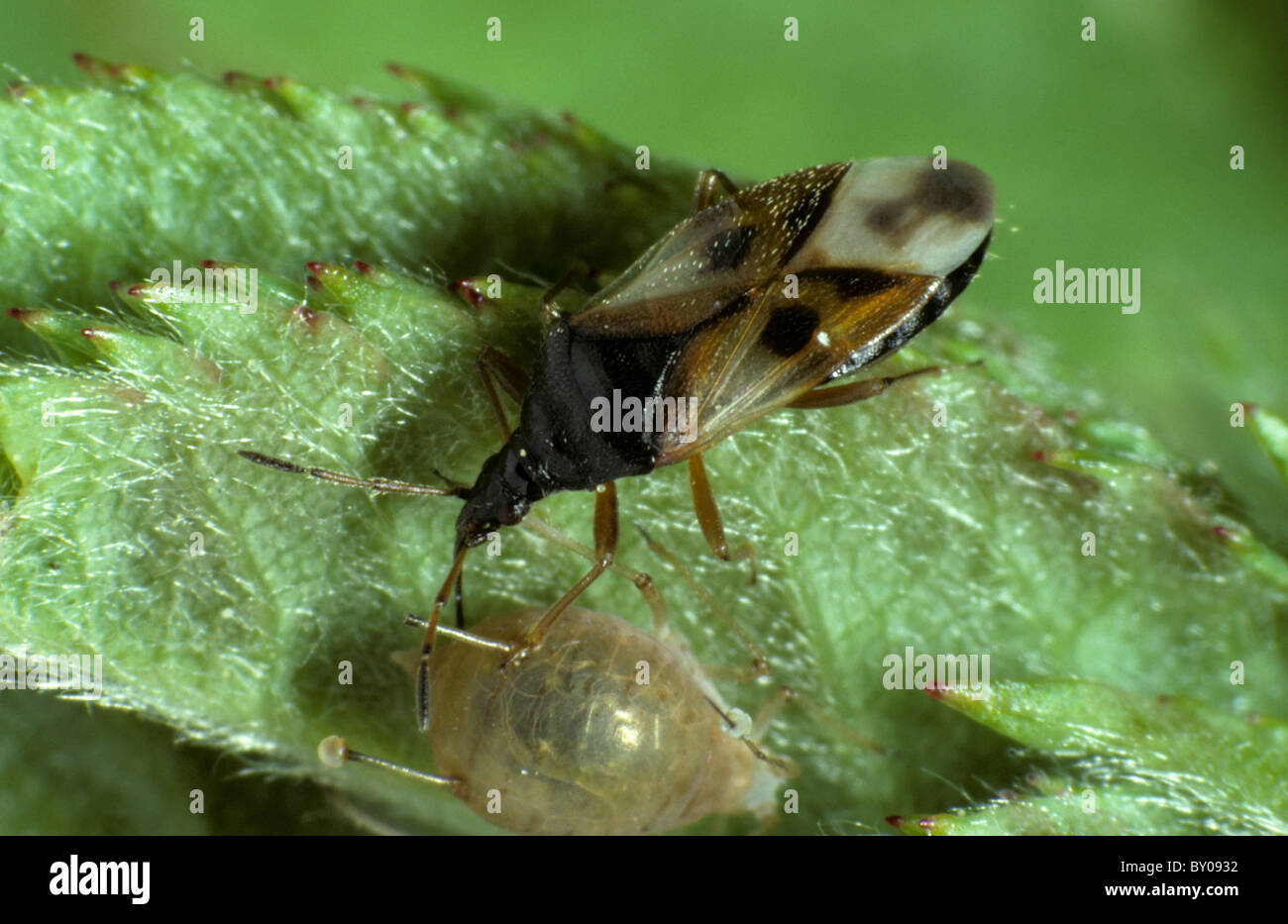 Bug de fleurs (Anthocoris olivinus silvestri) adulte se nourrit de proies puceron momifié Banque D'Images