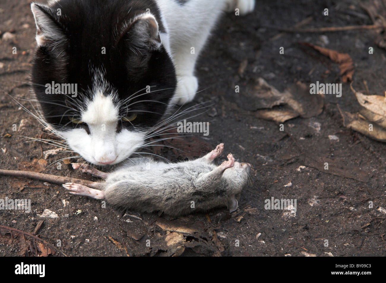 Chat Jouant Avec Un Rat Mort Photo Stock Alamy