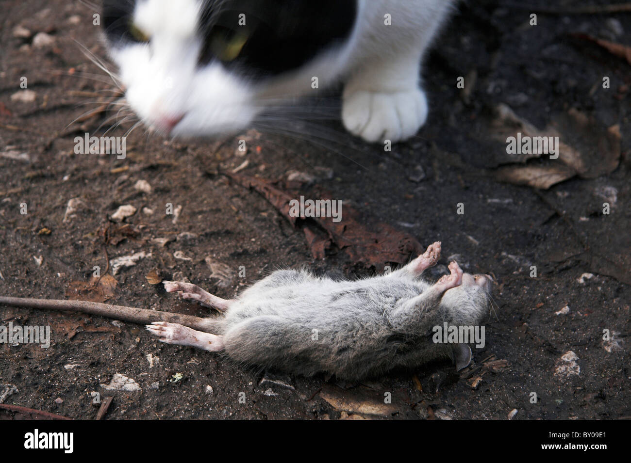 Chat Jouant Avec Un Rat Mort Photo Stock Alamy