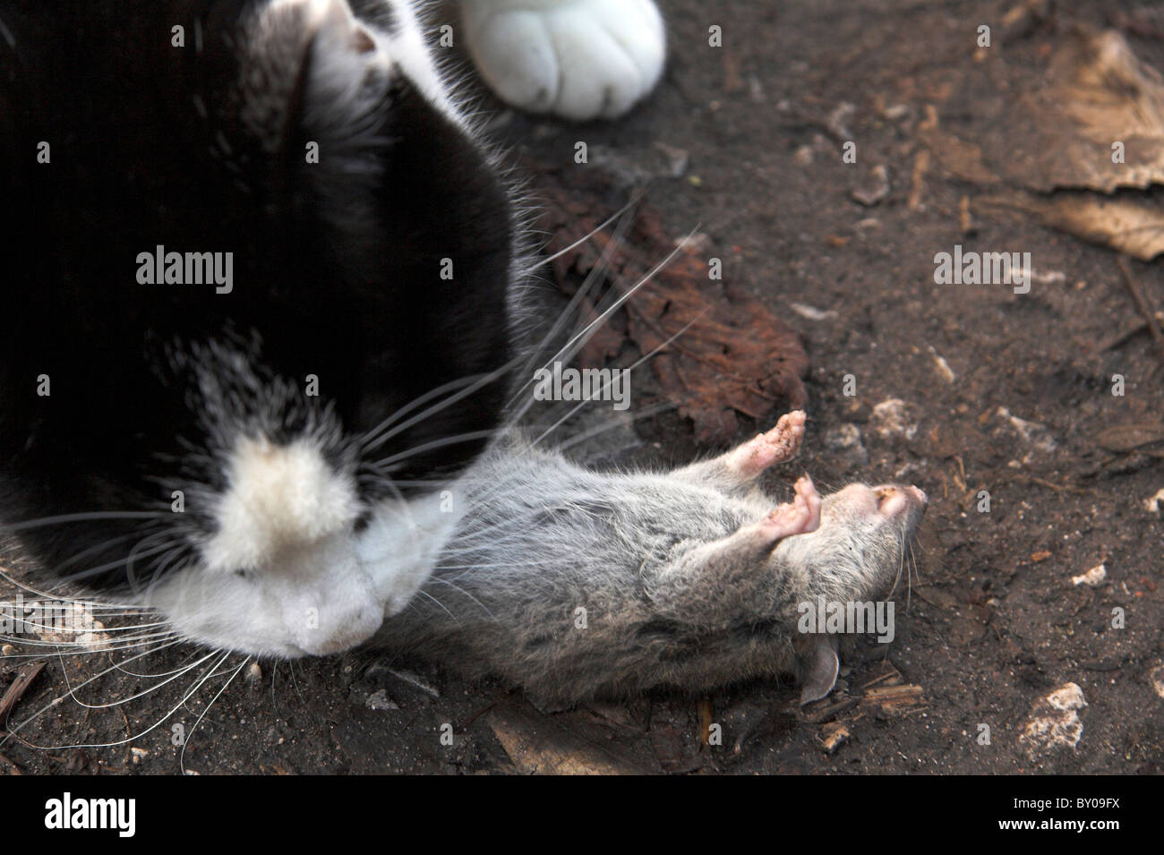 Chat Jouant Avec Un Rat Mort Photo Stock Alamy