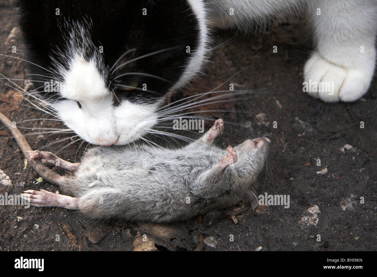 Chat Jouant Avec Un Rat Mort Photo Stock Alamy