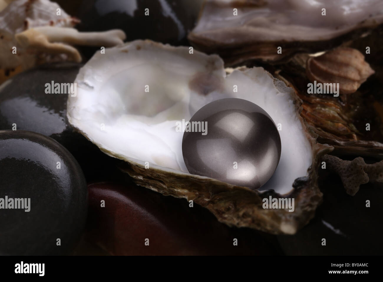 Image d'un black pearl dans un shell sur un fond blanc. Banque D'Images