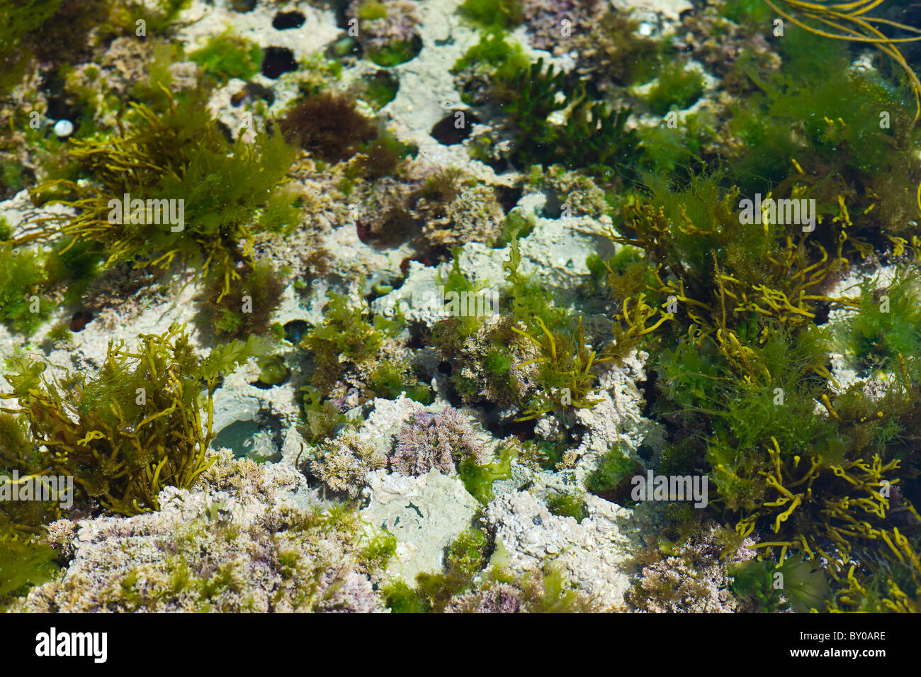 Lichen blanc et algues dans rockpool, Kilkee, comté de Clare, sur la côte ouest de l'Irlande Banque D'Images