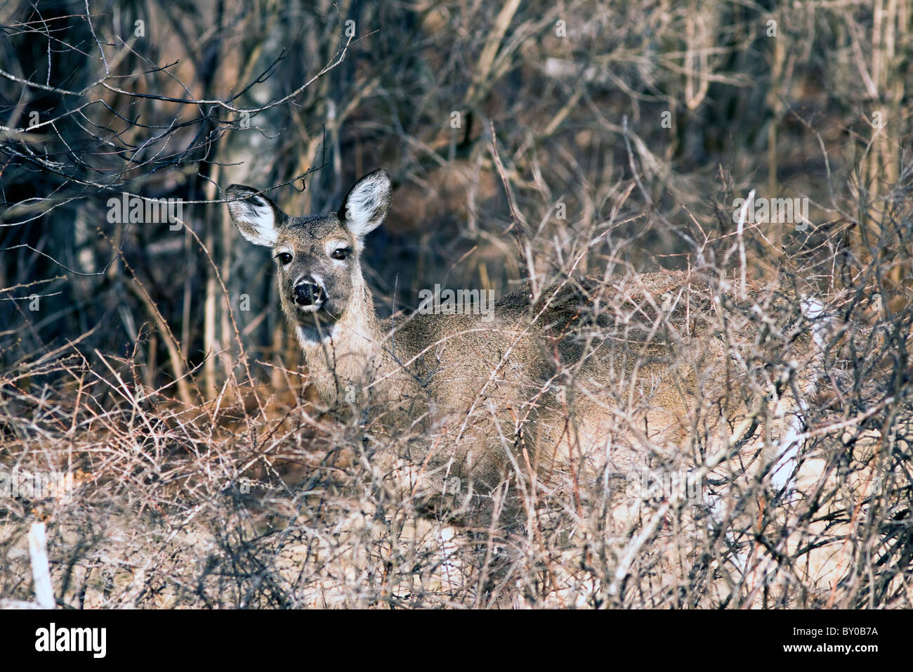 Le cerf de Virginie se fond dans la forêt. Banque D'Images