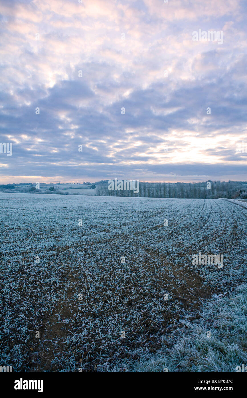 Givre entre Clare et Cavendish Suffolk Banque D'Images