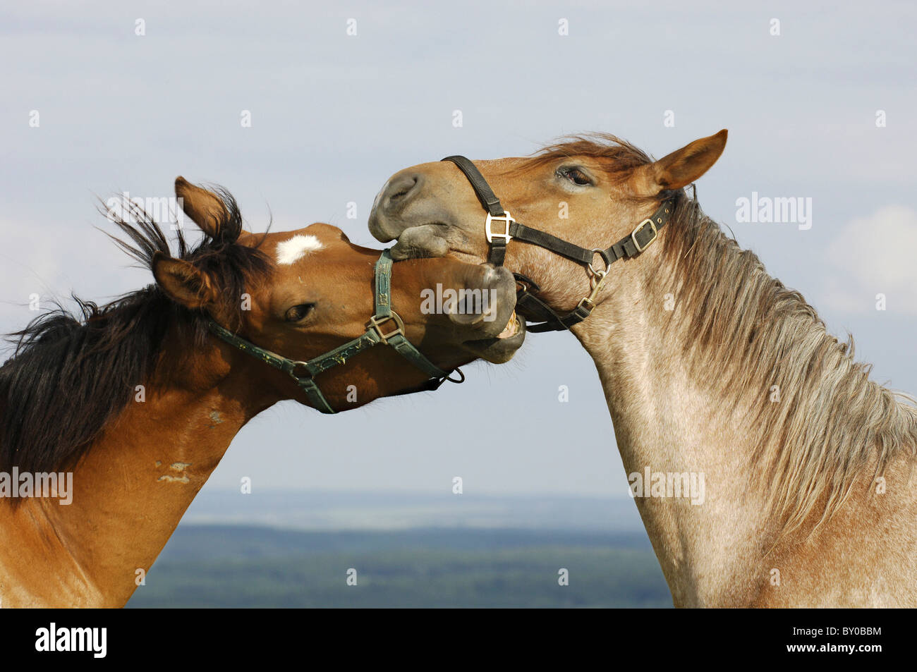 Deux Quarter Horses - smooching Banque D'Images