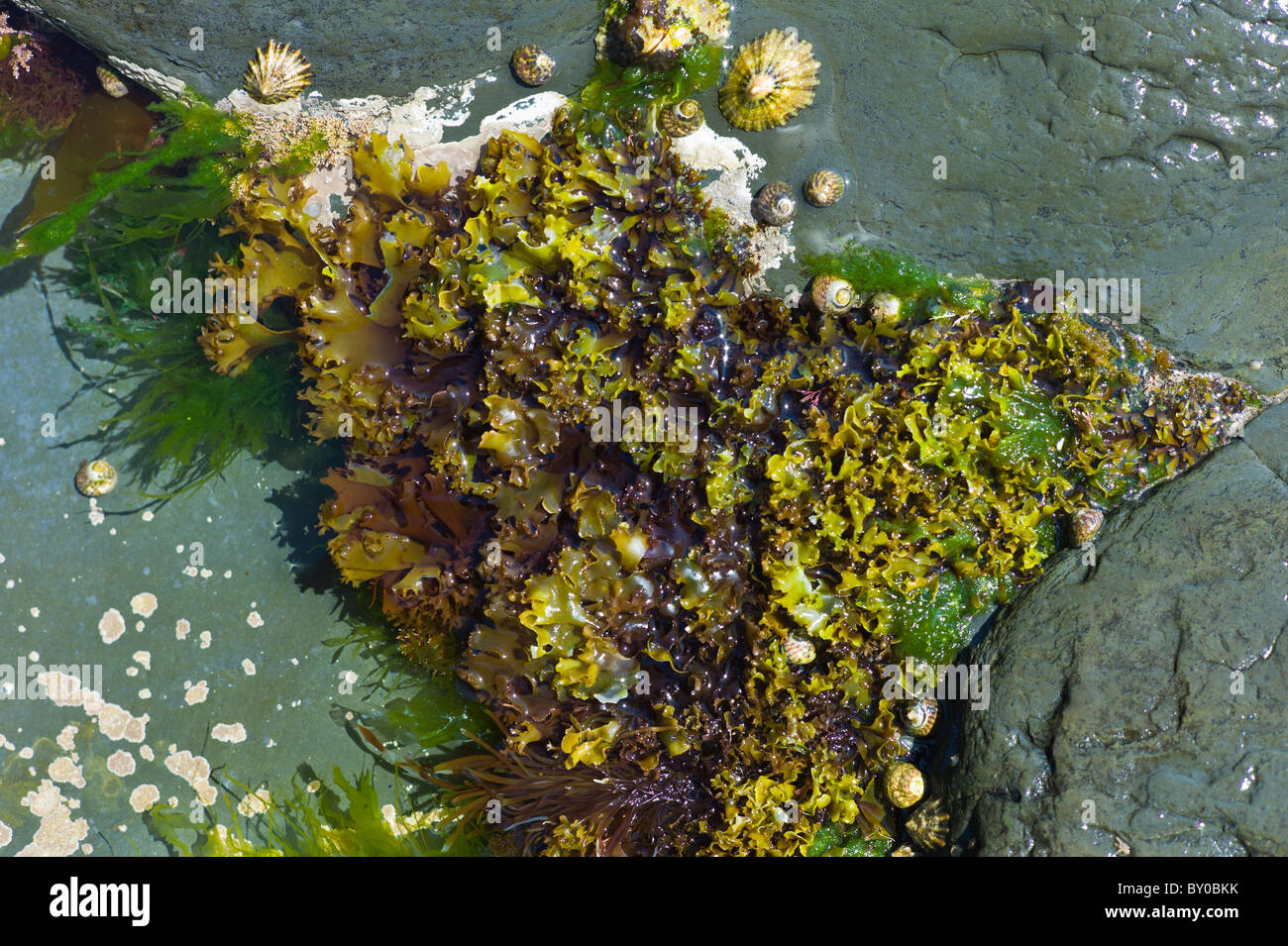 Rockpool avec patelles, les buccins, les algues à Kilkee, comté de Clare, sur la côte ouest de l'Irlande Banque D'Images