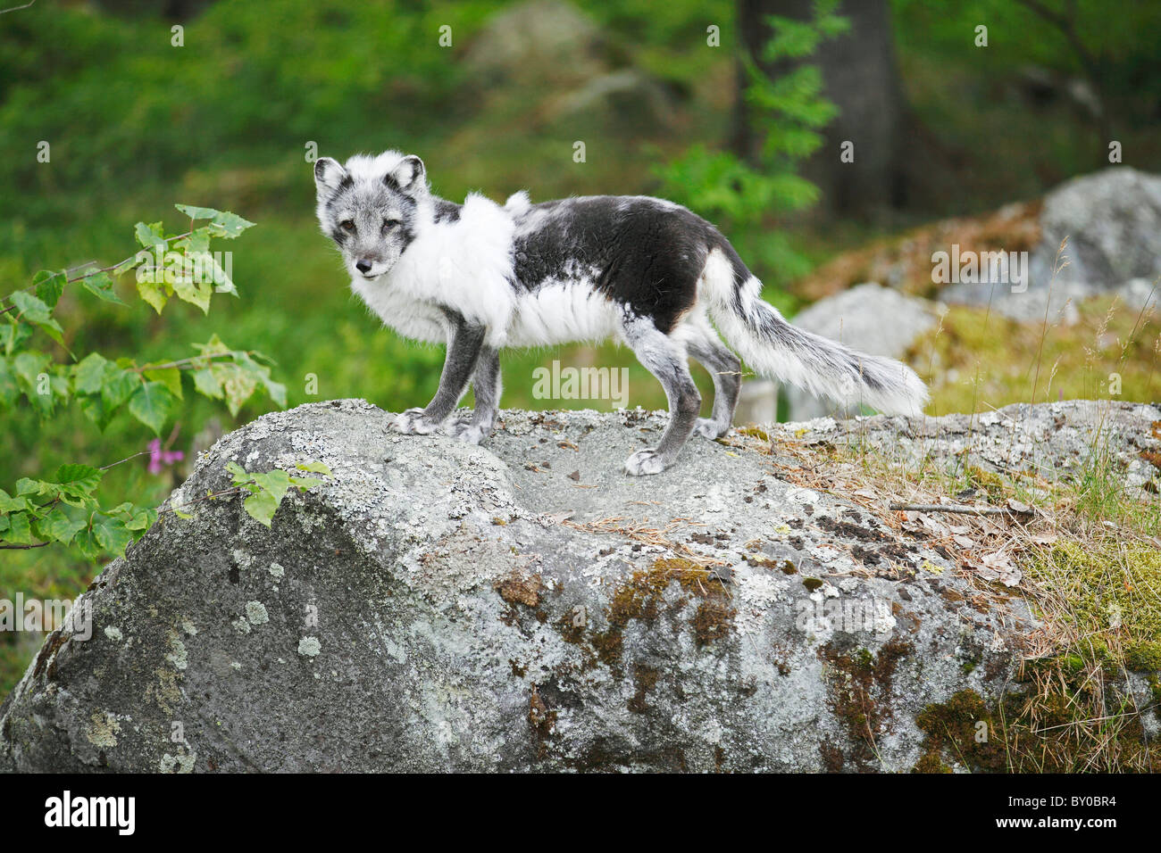 - Le Renard arctique Alopex lagopus / permanent Banque D'Images