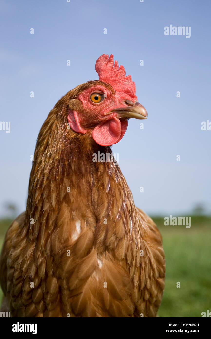 Free Range Chicken (HEN), Cornwall UK Banque D'Images