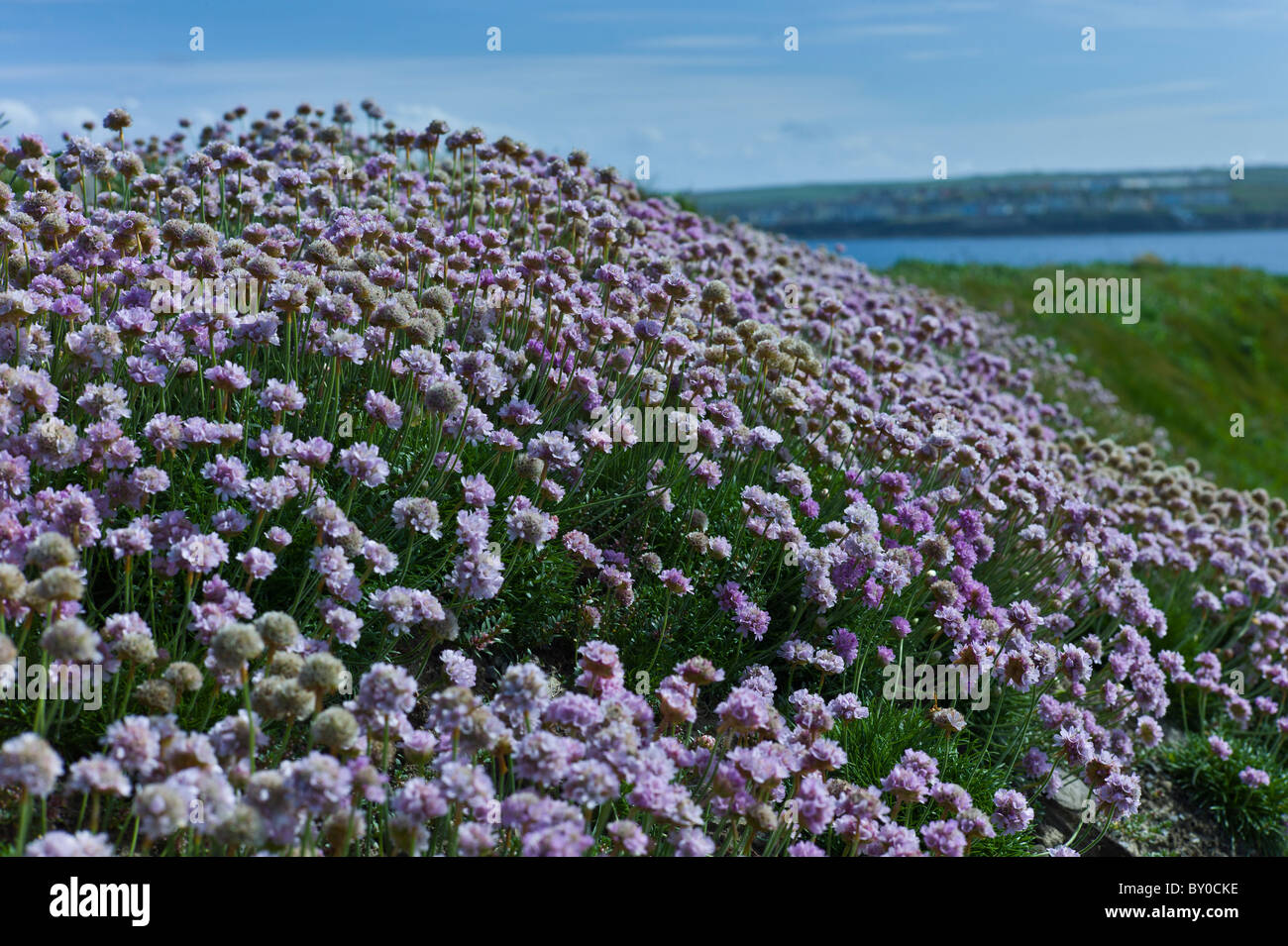 Bord De Mer Native Arméria Rose Fleur Plante Armeria