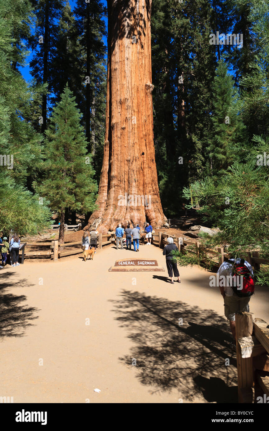 General Sherman (arbre), Sequoia National Park en Californie, USA Banque D'Images