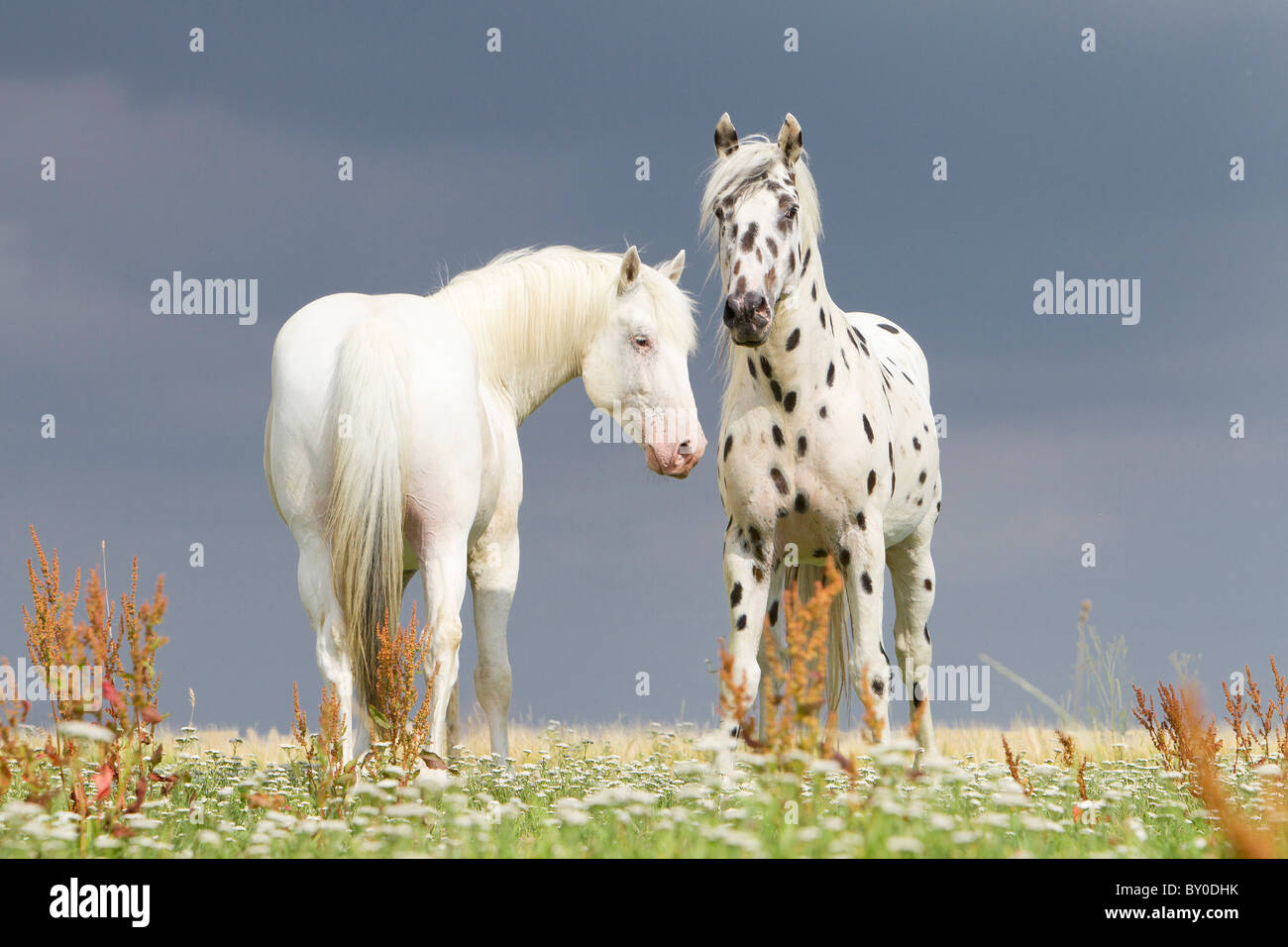 Deux chevaux Knabstrup - standing on meadow Banque D'Images