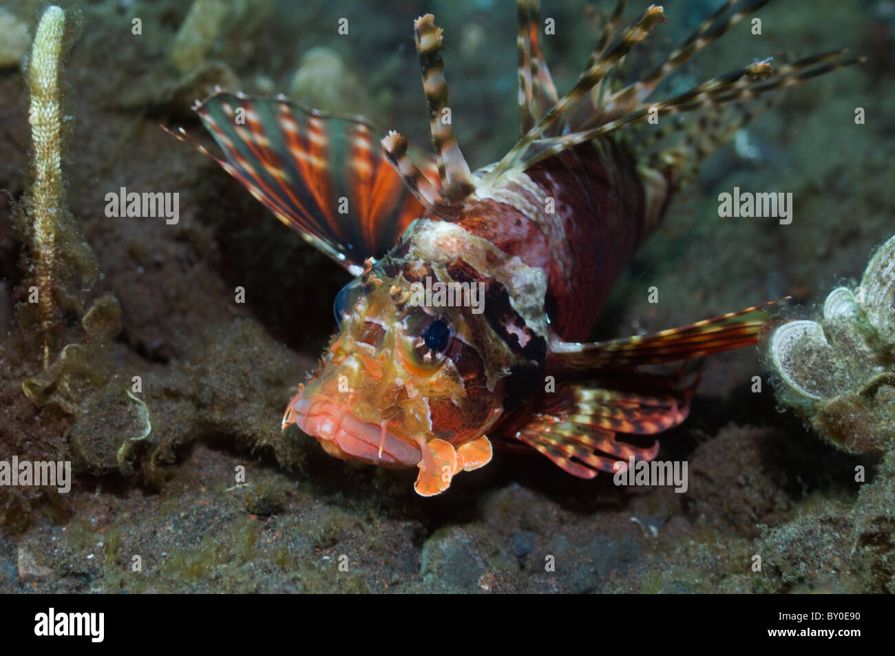 Dendrochirus brachypterus (poisson-papillon taupes). Bali, Indonésie. Banque D'Images