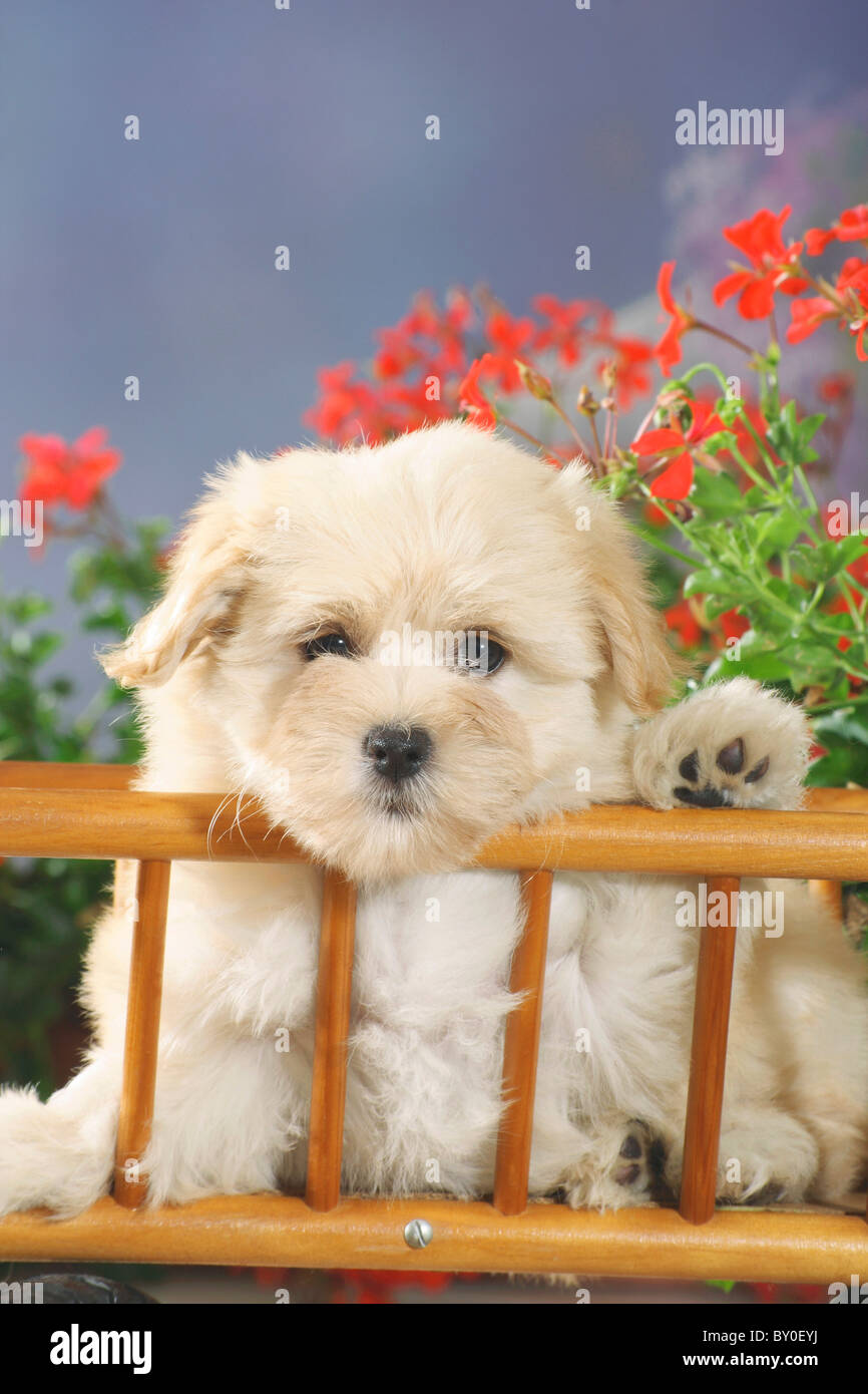 Chien - chiot Bichon Havanais dans le panier Banque D'Images