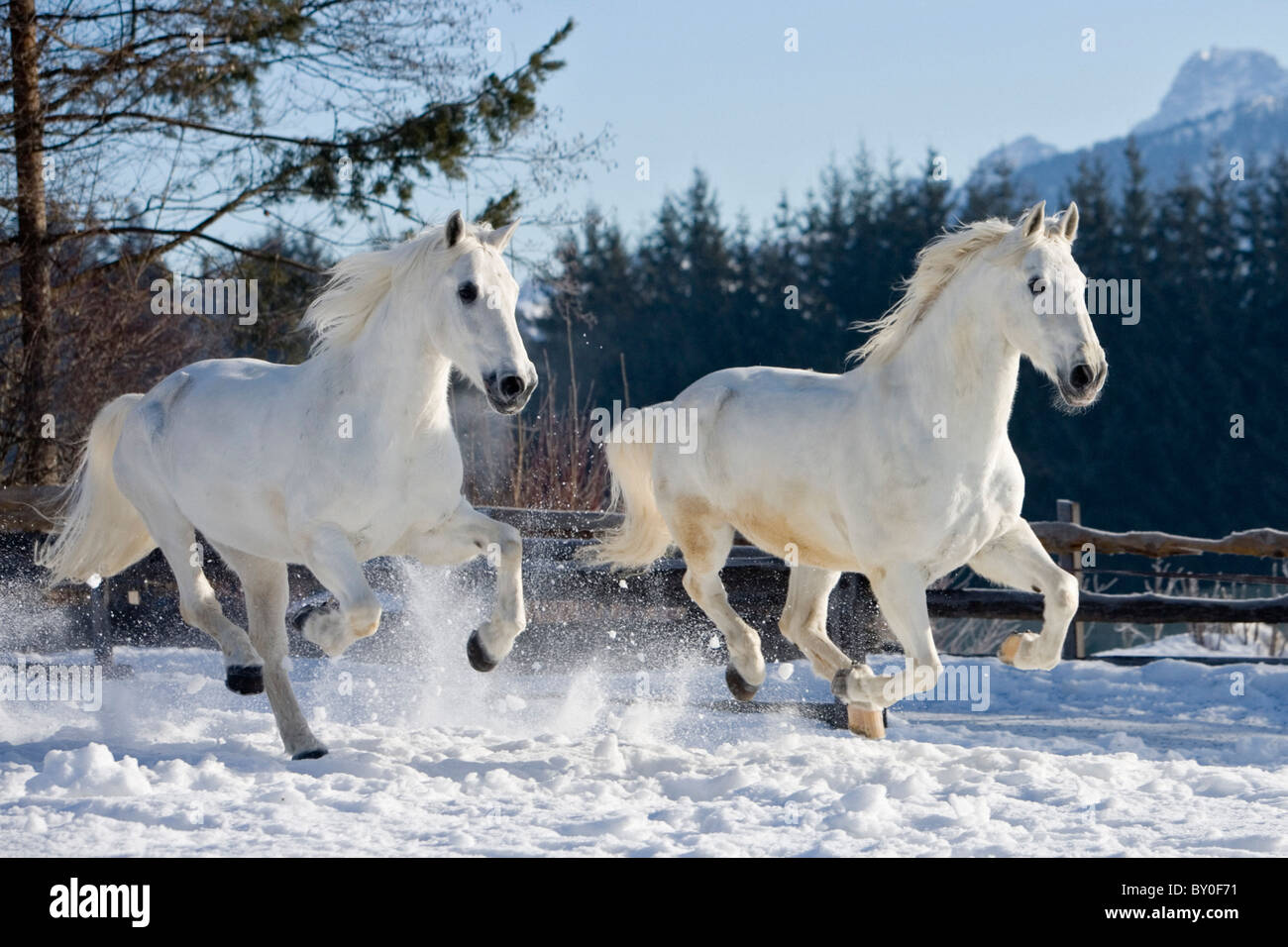 Deux chevaux Lipizzan galopant en snwo - Banque D'Images