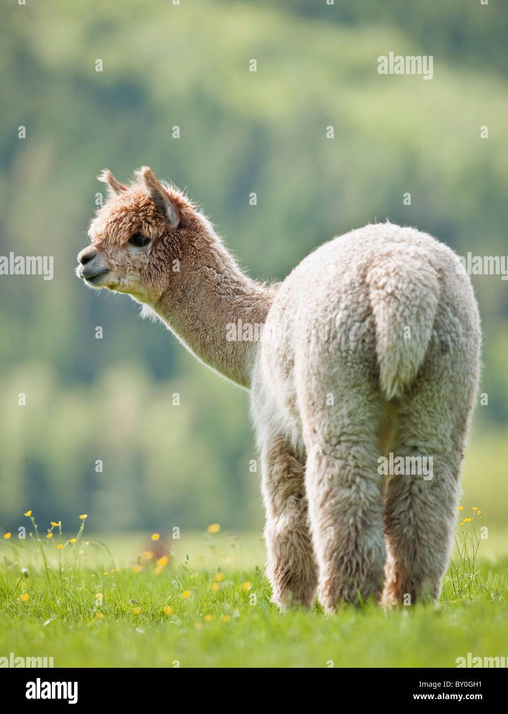 Alpaca (Vicugna pacos). Des profils debout sur un pré. Allemagne Banque D'Images