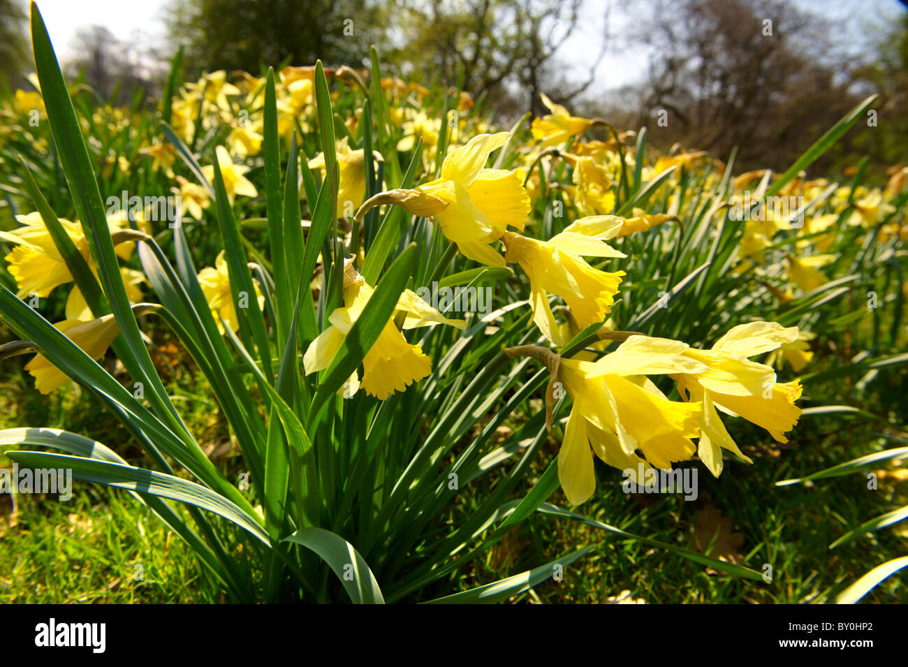 Narcissus pseudonarcissus (communément appelé jonquille sauvage ou prêté lily) dans le Parc National de North York Moors à Farndale Banque D'Images