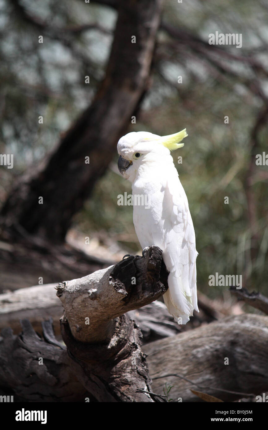 Baby cockatoo Banque de photographies et d'images à haute résolution - Alamy