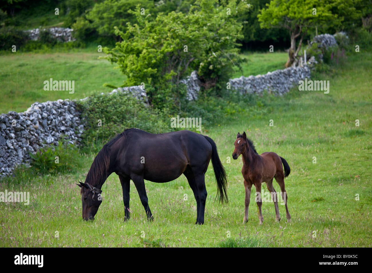 Mare irlandais cheval et poulain, comté de Galway, Irlande Banque D'Images