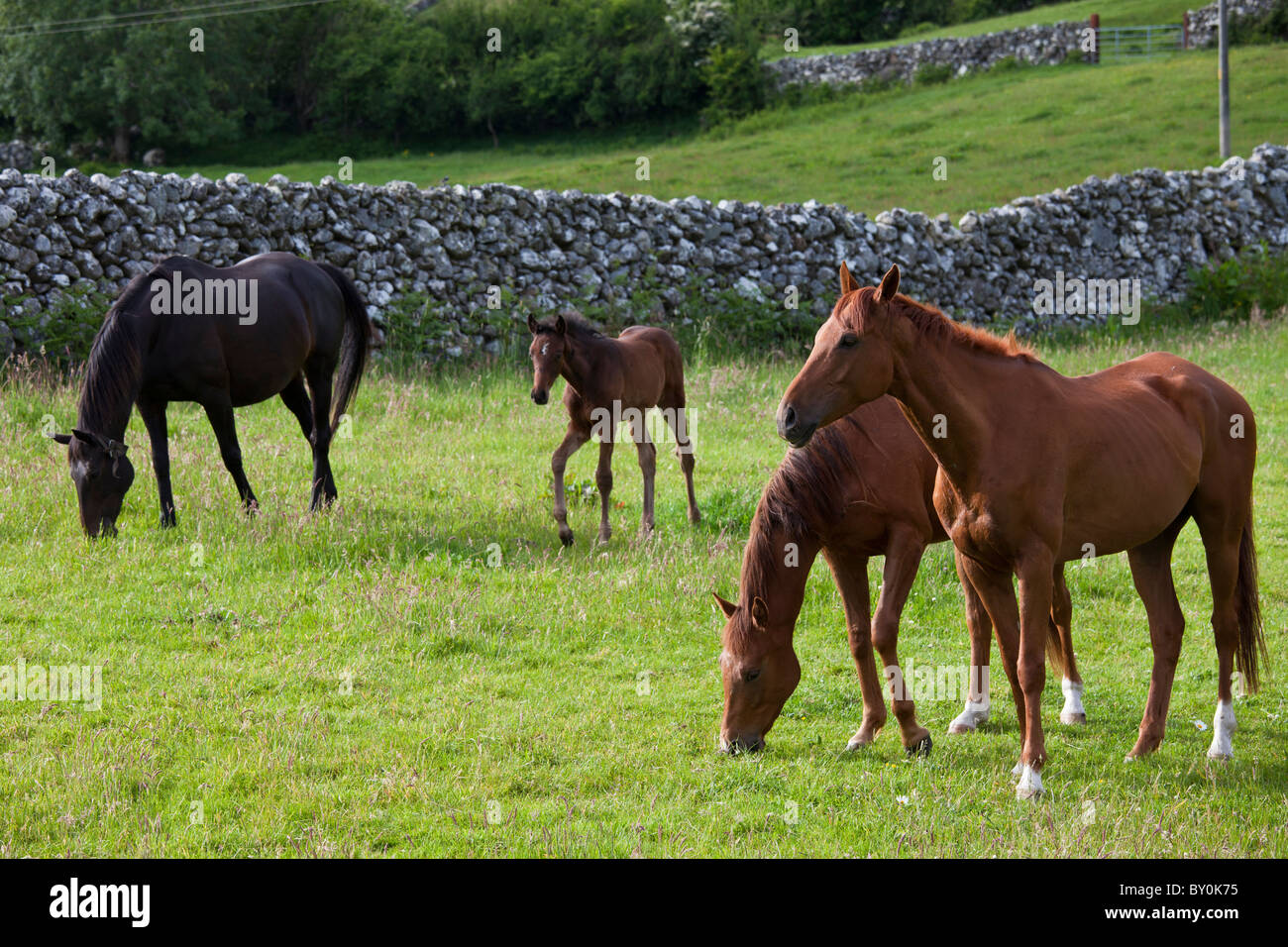 Les chevaux irlandais et son poulain, comté de Galway, Irlande Banque D'Images