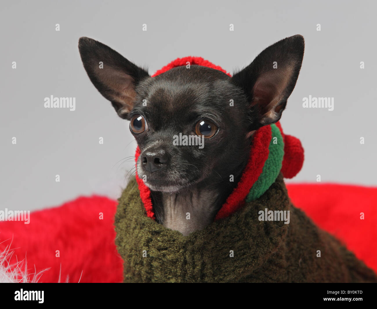 Chihuahua noir funny pet dog wearing Christmas hat closeup Banque D'Images