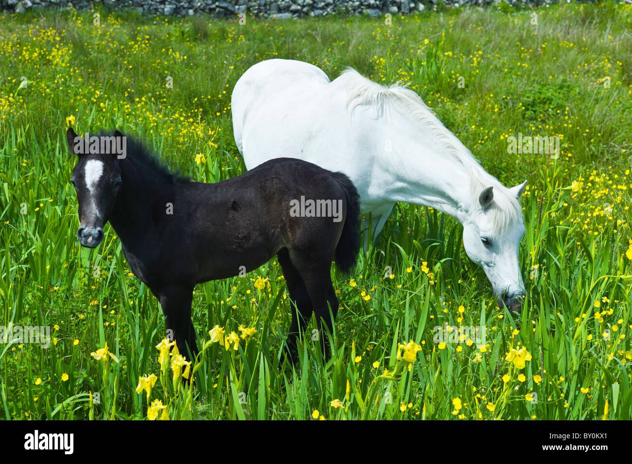 Poney Connemara jument grise et son poulain dans un pré, renoncule Connemara, comté de Galway, Irlande Banque D'Images