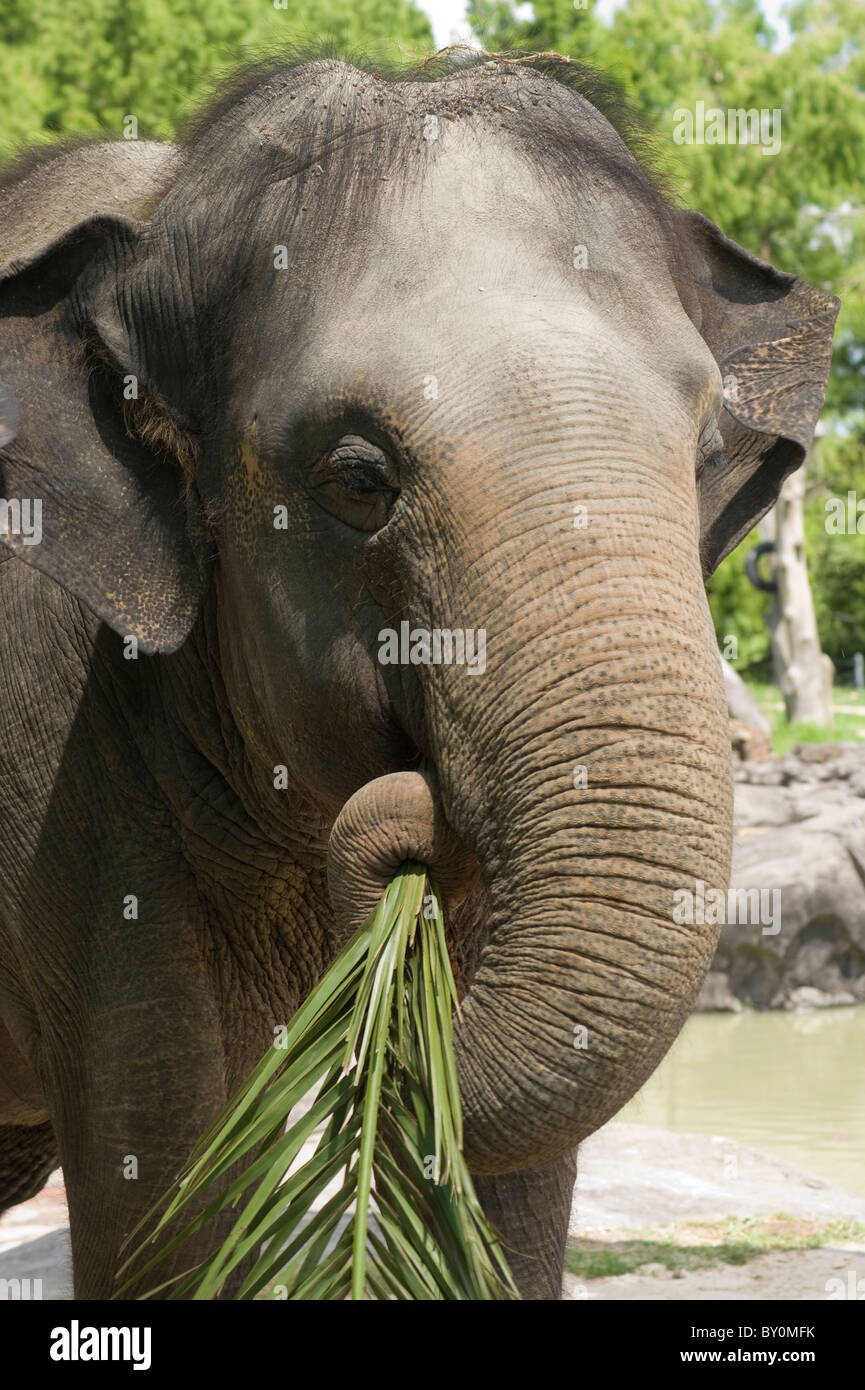 Tête et du tronc abattu d'un éléphant d'Asie manger une branche. Banque D'Images